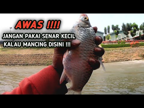 MENCOBA SPOT BARU MANCING IKAN TAWES SIRIP MERAH LANGSUNG SETRIKE BERTUBI-TUBI ‼️