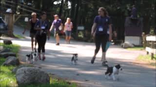Puppy march DF 2014   Grommet & Co