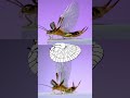 Earwigs in flight!
