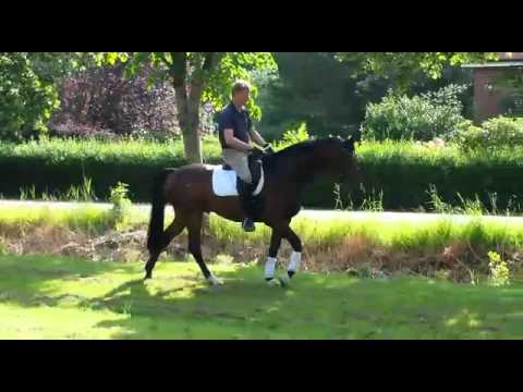 PFERDONLINE VERKAUFSPFERD VON BELISSIMO M