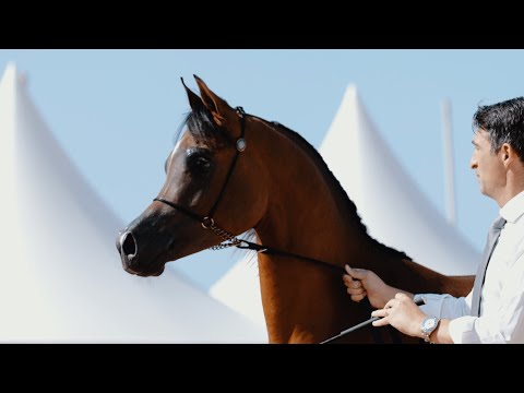 LR ANSELMO - Silver Champion Yearling Colt, MENTON 2023