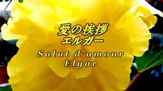 Download lagu （解説入り）愛の挨拶 エルガー Salut d'amour Elgar mp3
