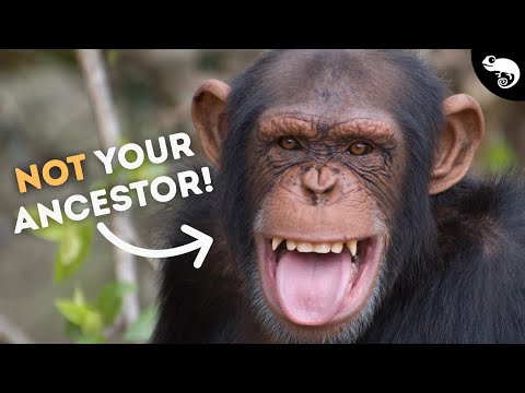 We Did NOT Come From Chimpanzees!