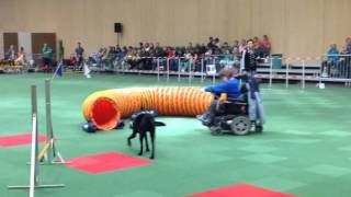 Para-Agility-Vorführung Animalia 2013