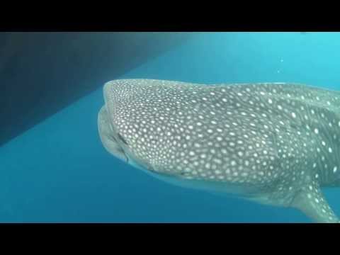 Schnorcheln mit Walhaien