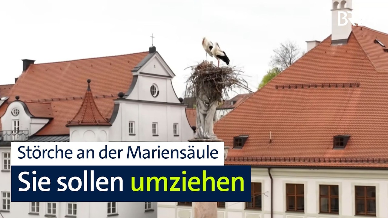 Ein Storchenpaar auf der Mariensäule in Freising | Abenschau | BR24