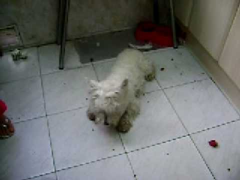 Trufy-El loco westy-owners Rodica & Nicolas-2