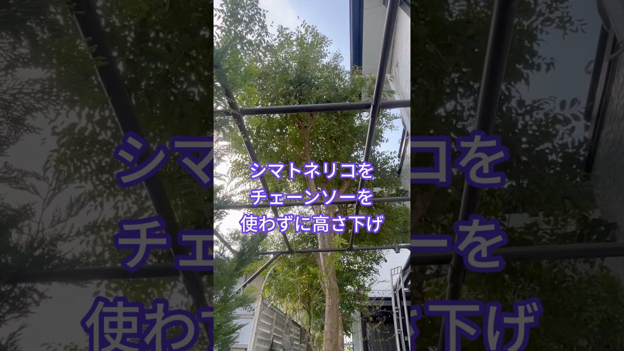 境界線が近い大きな木はノコギリを使って高さ下げ#シマトネリコ