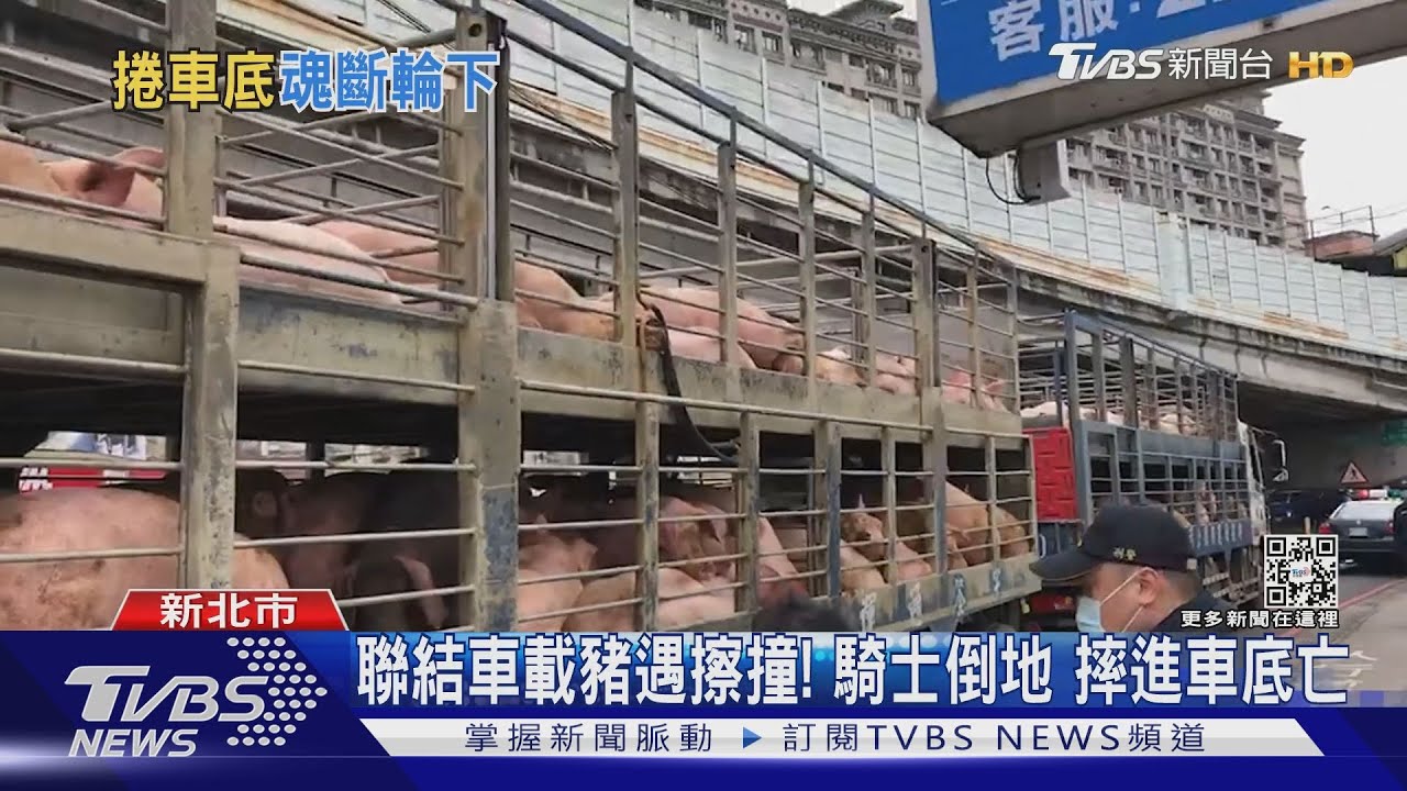 聯結車載豬遇擦撞!疑未保持安全距離 騎士遭輾斃