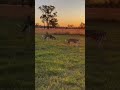 Darling downs…soon #dogs