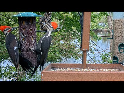 Spectacular Pileated Pair Visit the Bark Butter & Suet | May 20, 2023 | #CornellFeeders