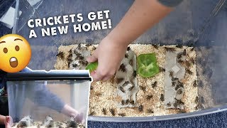 Feeder Insects - How To Care For Them? House Them? &amp; Healthiest Insect?