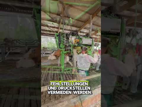 🦶👣 Fußpflege bei Kühen und Rindern 🐮 So geht funktionelle Klauenpflege beim Rind