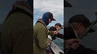 Sunfish Debacle