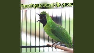 Download lagu Pancingan Cucak Ijo Gacor (Live) mp3