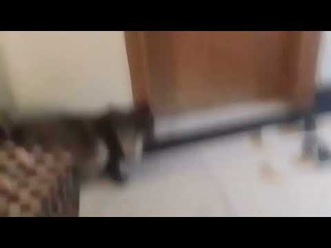 Browser trying to chach  something