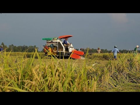Cơ hội cho ngành lúa gạo Việt Nam trước diễn biến giá lúa gạo thế giới