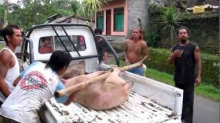 preview picture of video 'Pig off to Slaughter'