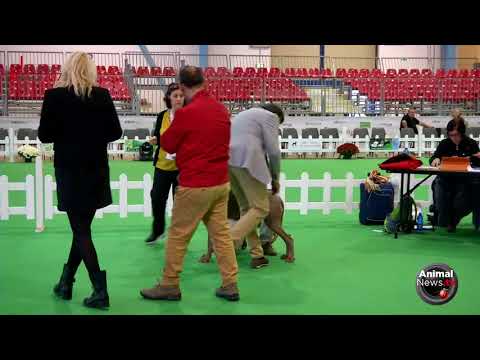 International Sedriano 2017 - Friday - Weimaraner