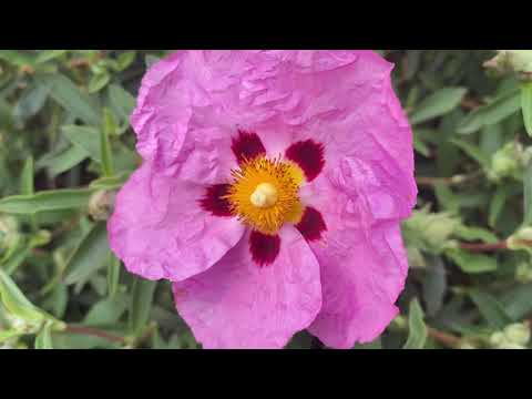 Cistus (Rock Rose) in bloom