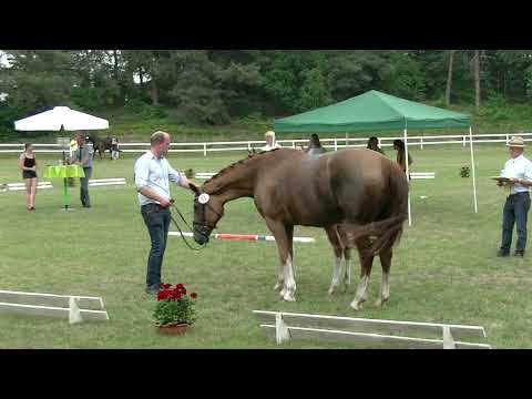 Fohlenschau Sandbostel 2021 Dressur, Nr.17 Hengst v. Benicio - Sir Winston Churchill - Bretone