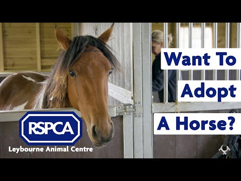 YouTube video about: How much does it cost to adopt a horse?