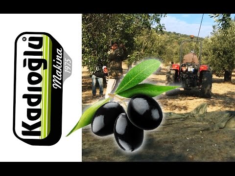 Zeytin Silkme Makinesi - HALATLI SİSTEM 🚜🌳