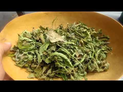 Brujeria Witch's Bomba to Remove Evil Influences