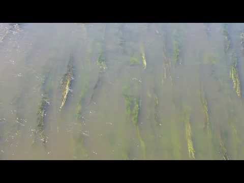 Die Fulda bei Guxhagen