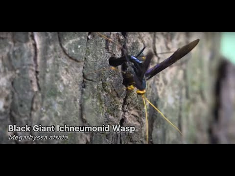 Meet the Black Giant Ichneumonid Wasp!