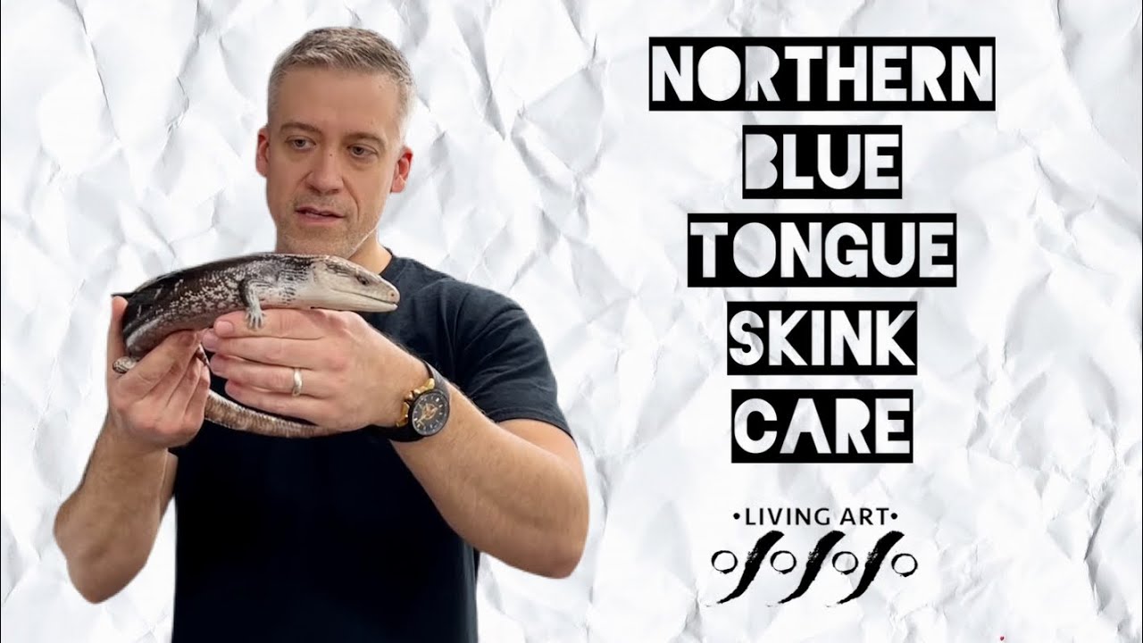 Northern Blue Tongue Skink Care