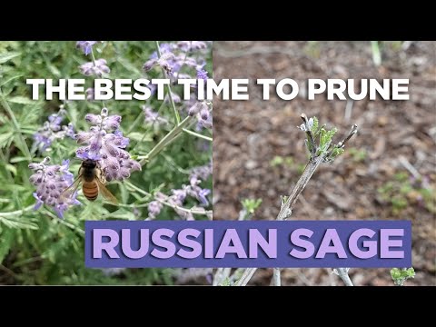 The Best Time to Prune Russian Sage and How To Do It!