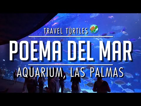 Poema Del Mar Aquarium Tour | Las Palmas, Gran Canaria