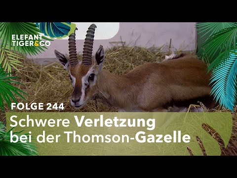 Große Sprünge… (Folge 244) | Elefant, Tiger & Co. | MDR