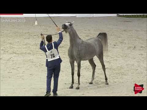 N 76 D RANNANAH   Sharjah International 2019