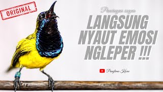 Download lagu Langsung Nyaut Gacor Emosi Ngeleper Dengarkan Pancingan Sogon #pancingansogon #sogonngobra #sogon  mp3