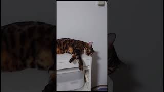 それぞれの場所で眠る猫たち【ベンガル猫】