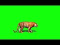 Green Screen Tiger Bale Video