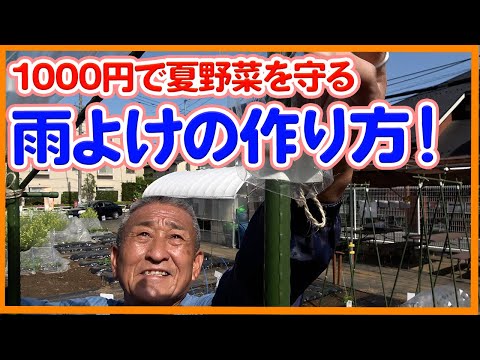 古い傘をリサイクルしてトマトを雨から守るアイデア