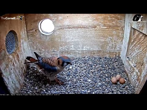 Female Lays Egg #3 At American Kestrel Nest, Male Arrives With Raucous Calls – April 21, 2022