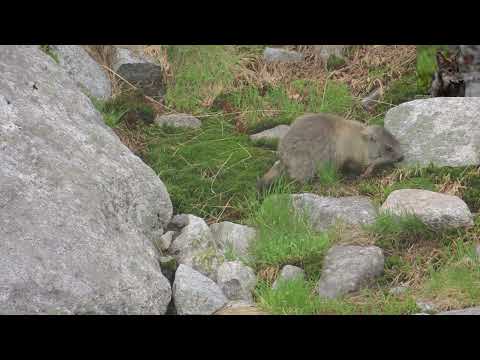 Europejskie safari odc. 25 Świstak tatrzański ( Marmota marmota latirostris )