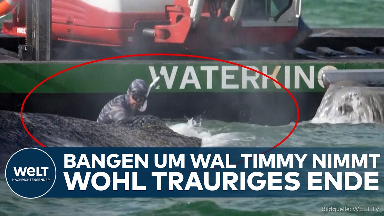 OSTSEE: Tagelanges Drama nimmt wohl trauriges Ende! Buckelwal Timmy regt sich nicht mehr