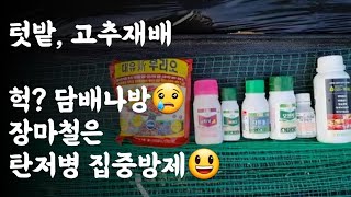 텃밭, 고추재배 / 헉? 담배나방 피해과? 