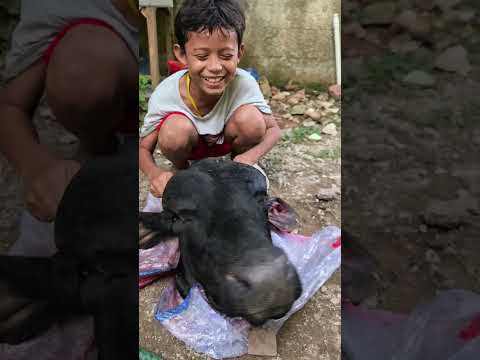 sapi teraneh 😱😱 #shorts #qurban #iduladha