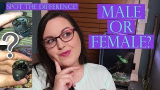 How To Tell the Gender of A Mystery Snail