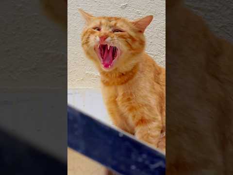 #scary #cat #catlover #shorts #short #youtubeshorts #youtube #explore