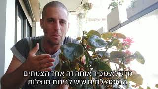 גידול ביגוניה - צמח מוצלח לגינה מוצלת ומרפסת צפונית