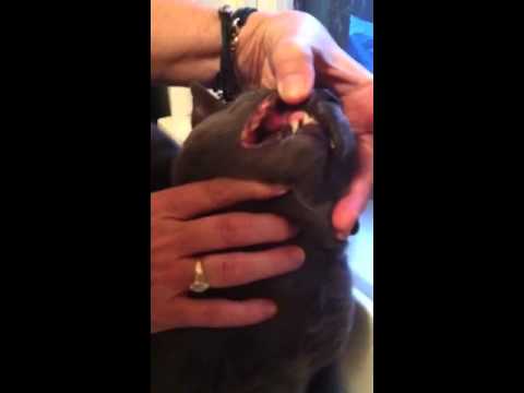 Cat with Rodent Ulcer