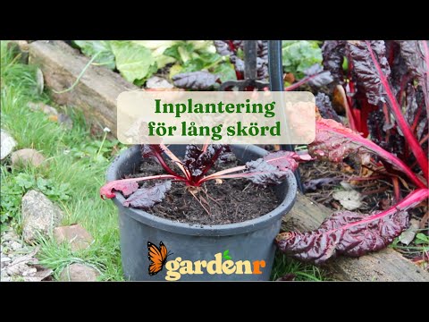 Inplantering för lång skörd - Trädgårdshacks med GardenR