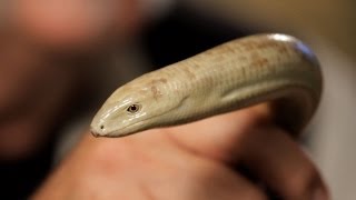 3 Care Tips for Legless Lizards | Pet Reptiles